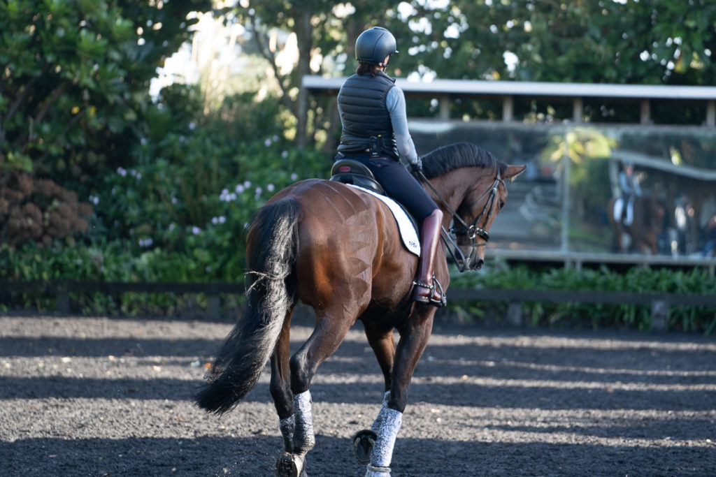 How To Train Counter Canter