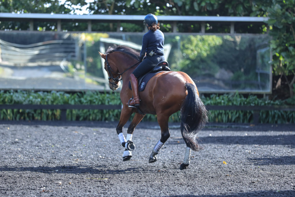 Trot canter transitions