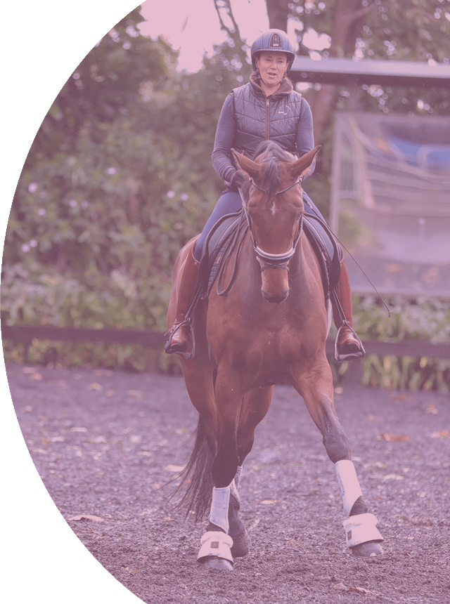 dressage horse training guide